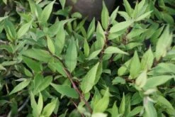 Bruidsbloem (Deutzia Gracilis 'Nikko') -Tuinplanten Winkel 20120210165225 1