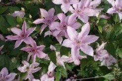 Bosrank (Clematis 'Hagley Hybrid') -Tuinplanten Winkel 20120211104434 1