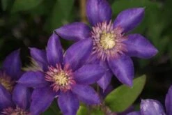 Bosrank (Clematis 'Multi Blue') 17 Bosrank (Clematis 'Multi Blue') -Tuinplanten Winkel 20120211111301 1
