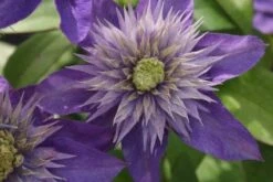 Bosrank (Clematis 'Multi Blue') 16 Bosrank (Clematis 'Multi Blue') -Tuinplanten Winkel 20120211111328 1