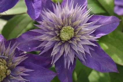 Bosrank (Clematis 'Multi Blue') 9 Bosrank (Clematis 'Multi Blue') - Afbeelding 7
