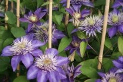 Bosrank (Clematis 'Multi Blue') 15 Bosrank (Clematis 'Multi Blue') -Tuinplanten Winkel 20120211111357 1
