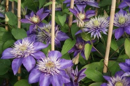 Bosrank (Clematis 'Multi Blue') 8 Bosrank (Clematis 'Multi Blue') - Afbeelding 6