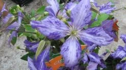 Bosrank (Clematis 'Tie Dye') -Tuinplanten Winkel 20120211131052 1