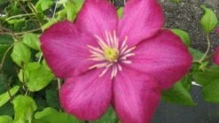 Bosrank (Clematis 'Ville De Lyon') -Tuinplanten Winkel 20120211131323 1