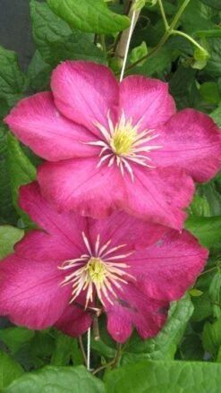 Bosrank (Clematis 'Ville De Lyon') -Tuinplanten Winkel 20120211131344 1