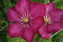 Bosrank (Clematis 'Ville De Lyon') -Tuinplanten Winkel 20120211131403 1