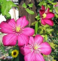 Bosrank (Clematis 'Ville De Lyon') -Tuinplanten Winkel 20120211131422 1