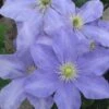 Bosrank (Clematis 'Fujimusume')