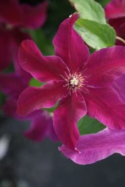 Bosrank (Clematis 'Huvi') -Tuinplanten Winkel 20120211141749 1