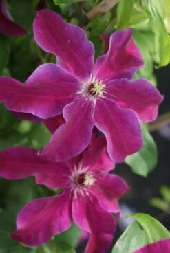 Bosrank (Clematis 'Huvi') -Tuinplanten Winkel 20120211141819 1