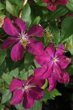 Bosrank (Clematis 'Huvi') -Tuinplanten Winkel 20120211141838 1