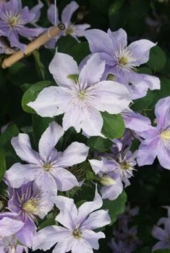 Bosrank (Clematis 'Justa') -Tuinplanten Winkel 20120211142234 1