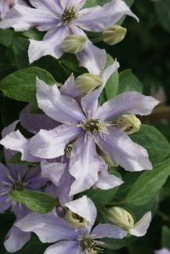 Bosrank (Clematis 'Justa') -Tuinplanten Winkel 20120211142323 1