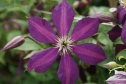 Bosrank (Clematis 'Mikelite') -Tuinplanten Winkel 20120211142737 1