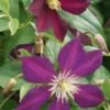 Bosrank (Clematis 'Mikelite') -Tuinplanten Winkel 20120211142757 1
