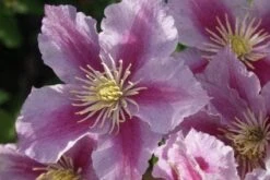 Bosrank (Clematis 'Piilu') 19 Bosrank (Clematis 'Piilu') -Tuinplanten Winkel 20120211144408 1