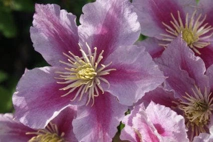 Bosrank (Clematis 'Piilu') 11 Bosrank (Clematis 'Piilu') - Afbeelding 9