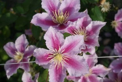 Bosrank (Clematis 'Piilu') 10 Bosrank (Clematis 'Piilu') - Afbeelding 8