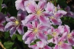 Bosrank (Clematis 'Piilu') 13 Bosrank (Clematis 'Piilu') -Tuinplanten Winkel 20120211144453 1