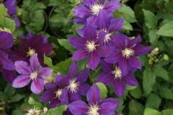 Bosrank (Clematis 'The Vagabond') -Tuinplanten Winkel 20120211150208 1