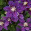 Bosrank (Clematis 'The Vagabond') -Tuinplanten Winkel 20120211150230 1