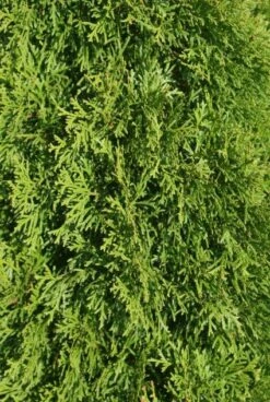 Westerse Levensboom (Thuja Occidentalis 'Smaragd') -Tuinplanten Winkel 20120212191516 19