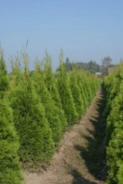 Westerse Levensboom (Thuja Occidentalis 'Smaragd') -Tuinplanten Winkel 20120212191540 19