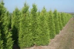 Groene Haagconifeer (Thuja Occidentalis 'Brabant') -Tuinplanten Winkel 20120212191649 18
