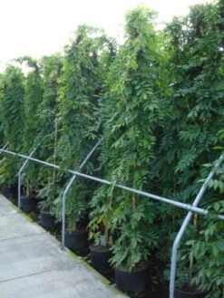 Blauwe Regen (Wisteria Sinensis) -Tuinplanten Winkel 20120213094040 13