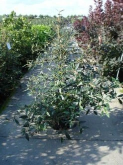 Sneeuwbal (Viburnum Bodnantense 'Dawn') 17 Sneeuwbal (Viburnum Bodnantense 'Dawn') -Tuinplanten Winkel 20120213095450 1