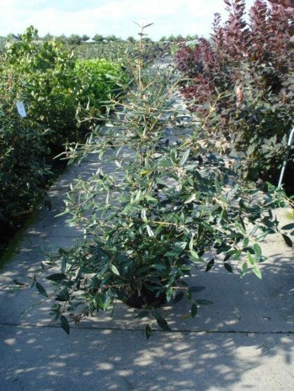 Sneeuwbal (Viburnum Bodnantense 'Dawn') 10 Sneeuwbal (Viburnum Bodnantense 'Dawn') - Afbeelding 8