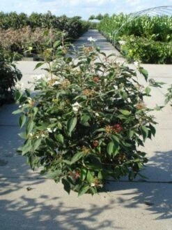 Sneeuwbal (Viburnum Plicatum 'Watanabe') 13 Sneeuwbal (Viburnum Plicatum 'Watanabe') -Tuinplanten Winkel 20120213095627 8