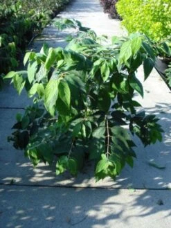 Sneeuwbal (Viburnum Plicatum 'Mariesii') 9 Sneeuwbal (Viburnum Plicatum 'Mariesii') -Tuinplanten Winkel 20120213095850 10