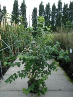 Sneeuwbal (Viburnum Opulus 'Roseum') -Tuinplanten Winkel 20120213095949 9