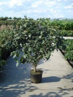 Sneeuwbal (Viburnum Carlcephalum) 10 Sneeuwbal (Viburnum Carlcephalum) -Tuinplanten Winkel 20120213100404 11