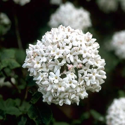 Sneeuwbal (Viburnum Carlcephalum) 4 Sneeuwbal (Viburnum Carlcephalum) - Afbeelding 2