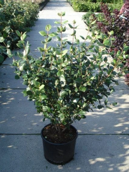 Sneeuwbal (Viburnum Burkwoodii 'Anne Russel') 3 Sneeuwbal (Viburnum Burkwoodii 'Anne Russel')