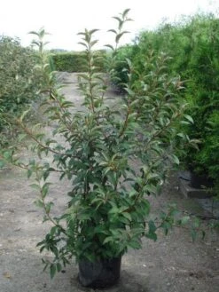 Sneeuwbal (Viburnum Bodnantense 'Charles Lamont') -Tuinplanten Winkel 20120213100726 4