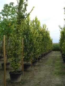 Goudiep (Ulmus Hollandica 'Wredei') 14 Goudiep (Ulmus Hollandica 'Wredei') -Tuinplanten Winkel 20120213100842 9