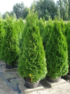 Westerse Levensboom (Thuja Occidentalis 'Smaragd') -Tuinplanten Winkel 20120213101424 19