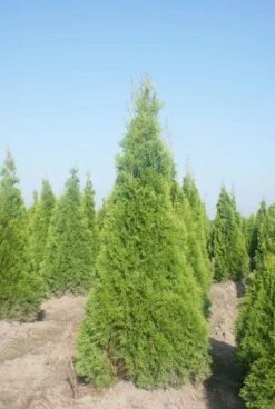 Westerse Levensboom (Thuja Occidentalis 'Smaragd') -Tuinplanten Winkel 20120213101456 19