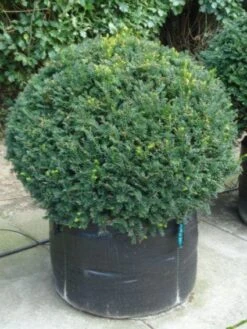 Taxusbol (Taxus Baccata) -Tuinplanten Winkel 20120213101841 16