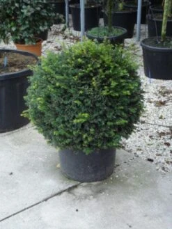 Taxusbol (Taxus Baccata) -Tuinplanten Winkel 20120213101948 16
