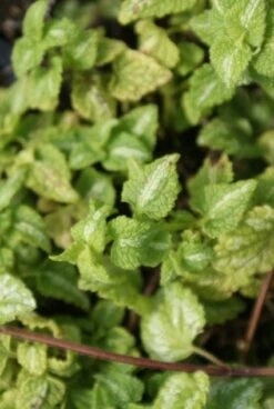 Dovenetel (Lamium Maculatum 'Album') 9 Dovenetel (Lamium Maculatum 'Album') -Tuinplanten Winkel 20120213103101 1