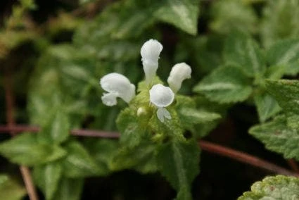 Dovenetel (Lamium Maculatum 'Album') 7 Dovenetel (Lamium Maculatum 'Album') - Afbeelding 5