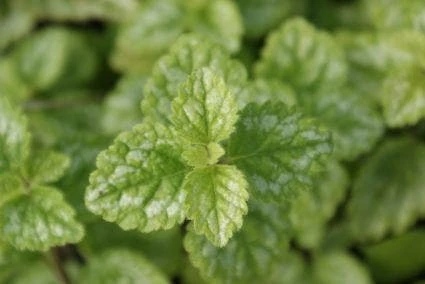 Dovenetel (Lamium Maculatum 'Album') 6 Dovenetel (Lamium Maculatum 'Album') - Afbeelding 4