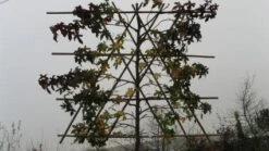 Amberboom Als Leiboom (Liquidambar Styraciflua) -Tuinplanten Winkel 20120213103423 7