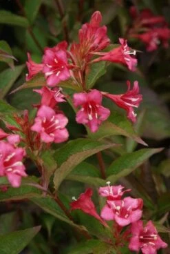 Weigela (Weigela 'Bristol Ruby') -Tuinplanten Winkel 20120213104854 25 5