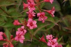 Weigela (Weigela 'Bristol Ruby') -Tuinplanten Winkel 20120213104921 25 5